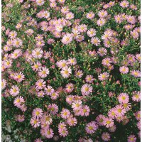 Kategorie <b>Stauden </b> - Aster ericoides 'Pink Cloud'