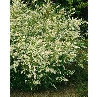 Stauden - Aster ericoides 'Golden Spray'