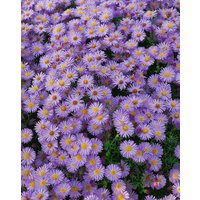 Kategorie <b>Stauden </b> - Aster dumosus 'Zwergenhimmel'