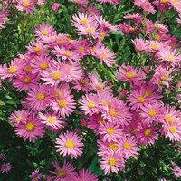 Kategorie <b>Stauden </b> - Aster dumosus 'Wachsenburg'