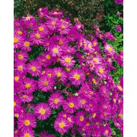 Kategorie <b>Stauden </b> - Aster dumosus 'Starlight'
