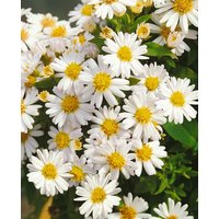 Stauden - Aster dumosus 'Schneekissen'