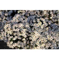 Kategorie <b>Stauden </b> - Aster dumosus 'Niobe'