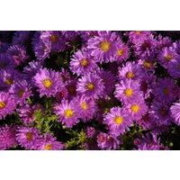 Kategorie <b>Stauden </b> - Aster dumosus 'Kassel'