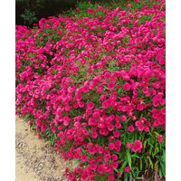 Kategorie <b>Stauden </b> - Aster dumosus 'Jenny'