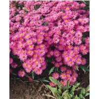 Kategorie <b>Stauden </b> - Aster dumosus 'Heinz Richard'