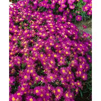 Kategorie <b>Stauden </b> - Aster dumosus 'Alice Haslam'