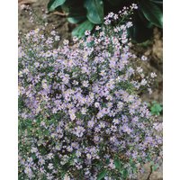 Kategorie <b>Stauden </b> - Aster cordifolius 'Little Carlow'