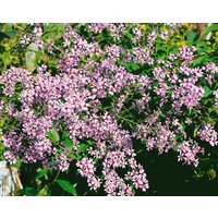 Kategorie <b>Stauden </b> - Aster cordifolius 'Ideal'