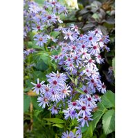 Kategorie <b>Stauden </b> - Aster cordifolius 'Blue Heaven'