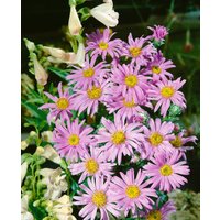 Kategorie <b>Stauden </b> - Aster amellus 'Rosa Erfüllung'