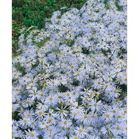 Kategorie <b>Stauden </b> - Aster amellus 'Butzemann'