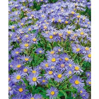 Kategorie <b>Produkt nicht gewünscht </b> - Aster amellus 'Blütendecke'
