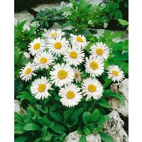 Kategorie <b>Stauden </b> - Aster alpinus White