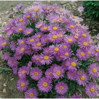 Kategorie <b>Stauden </b> - Aster alpinus Violet