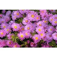 Kategorie <b>Stauden </b> - Aster alpinus Happy End