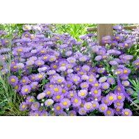 Kategorie <b>Stauden </b> - Aster alpinus 'Sabine'