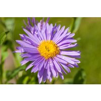 Kategorie <b>Stauden </b> - Aster alpinus 'Dunkle Schöne'