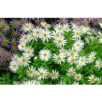 Kategorie <b>Produkt nicht gewünscht </b> - Aster ageratoides var.adustus 'Nanus'