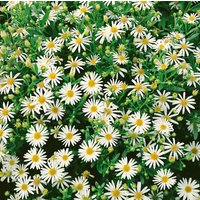 Kategorie <b>Stauden </b> - Aster ageratoides 'Starshine' -R-