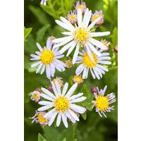 Kategorie <b>Stauden </b> - Aster ageratoides 'Asran'
