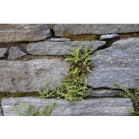 Kategorie <b>Gräser </b> - Asplenium trichomanes