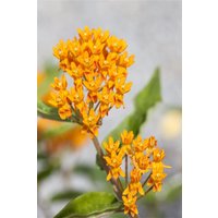 Kategorie <b>Produkt nicht gewünscht </b> - Asclepias tuberosa