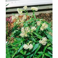 Produkt nicht gewünscht - Asclepias incarnata 'Ice Ballet'