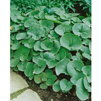 Kategorie <b>Stauden </b> - Asarum caudatum