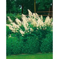 Kategorie <b>Produkt nicht gewünscht </b> - Aruncus sinensis 'Zweiweltenkind'