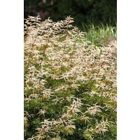 Kategorie <b>Stauden </b> - Aruncus aethusifolius 'Noble Spirit'