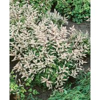 Kategorie <b>Stauden </b> - Aruncus aethusifolius 'Johannifest'