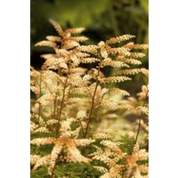 Kategorie <b>Stauden </b> - Aruncus aethusifolius