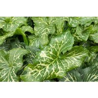 Kategorie <b>Stauden </b> - Arum italicum 'Pictum'