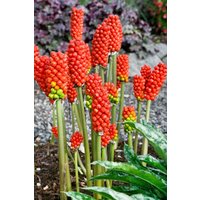 Stauden - Arum italicum