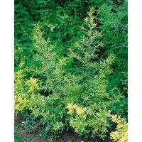 Kategorie <b>Produkt nicht gewünscht </b> - Artemisia vulg.'Oriental Limelight' -R-