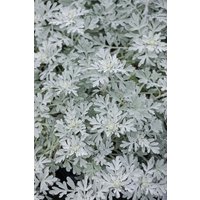 Kategorie <b>Produkt nicht gewünscht </b> - Artemisia stelleriana 'Mori'
