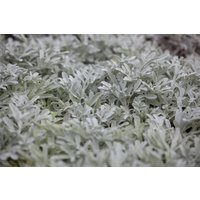 Kategorie <b>Produkt nicht gewünscht </b> - Artemisia stelleriana