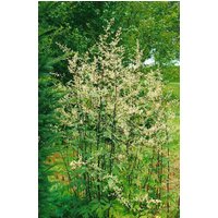 Kategorie <b>Stauden </b> - Artemisia lactiflora 'Guizhou'
