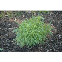 Kategorie <b>Produkt nicht gewünscht </b> - Artemisia dracunculus