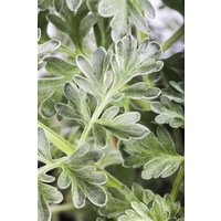 Kategorie <b>Produkt nicht gewünscht </b> - Artemisia absinthium