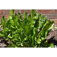 Kategorie <b>Produkt nicht gewünscht </b> - Armoracia rusticana