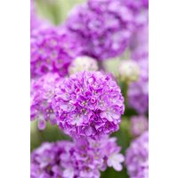 Kategorie <b>Produkt nicht gewünscht </b> - Armeria pseudarmeria Ballerina Purple Rose