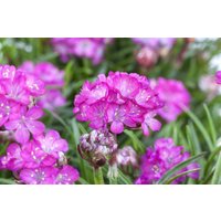 Kategorie <b>Stauden </b> - Armeria maritima 'Splendens'