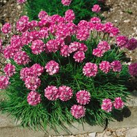 Kategorie <b>Stauden </b> - Armeria maritima 'Rosea Compacta'