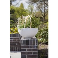 Kategorie <b>Stauden </b> - Armeria maritima 'Alba', gen.