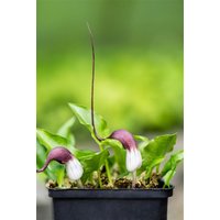 Kategorie <b>Stauden </b> - Arisarum proboscideum