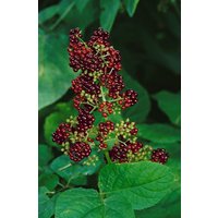 Kategorie <b>Stauden </b> - Aralia racemosa