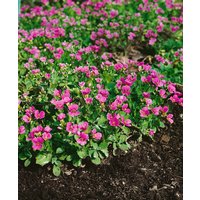 Kategorie <b>Stauden </b> - Arabis x arendsii 'Hedi'