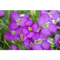 Kategorie <b>Stauden </b> - Arabis x arendsii 'Compinkie'